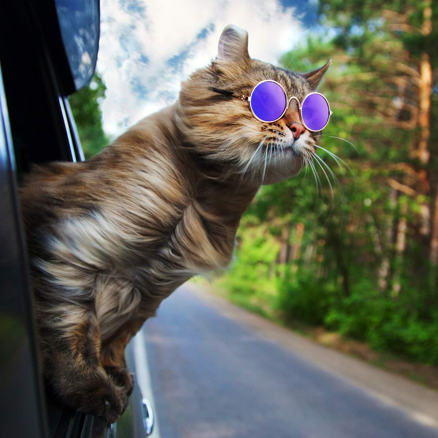 Purr-fectly Cool Shades for Feline Fashionistas: 6 Pairs of Cat Sunglasses to Make Your Kitty Look Like a Movie Star!