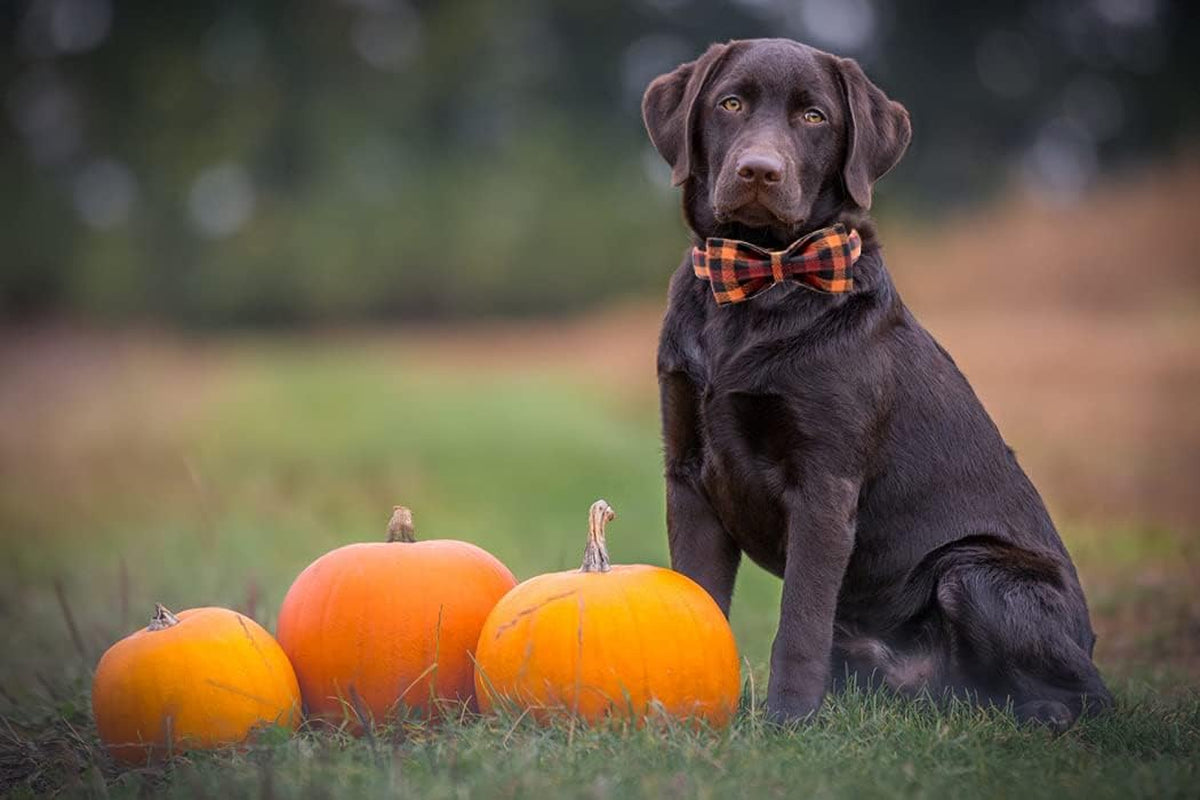 Bark-tastic Autumn Bling: Your Pup's Bowtiful Black & Orange Fashion Statement for Pumpkin Spice Paw-ty Time!