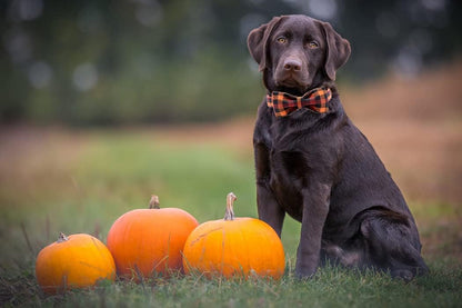 Bark-tastic Autumn Bling: Your Pup's Bowtiful Black & Orange Fashion Statement for Pumpkin Spice Paw-ty Time!