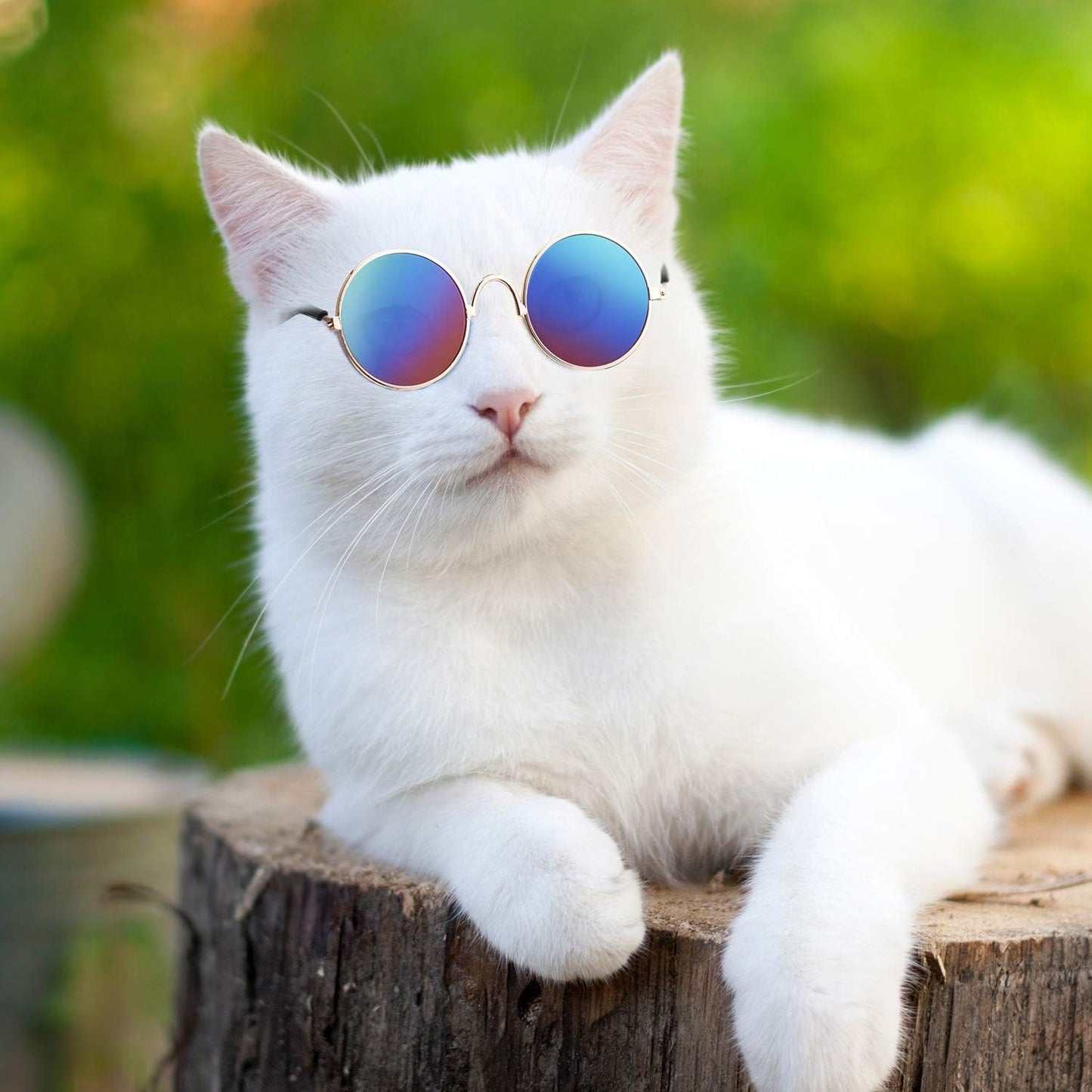 Purr-fectly Cool Shades for Feline Fashionistas: 6 Pairs of Cat Sunglasses to Make Your Kitty Look Like a Movie Star!