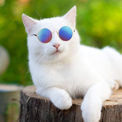 Purr-fectly Cool Shades for Feline Fashionistas: 6 Pairs of Cat Sunglasses to Make Your Kitty Look Like a Movie Star!
