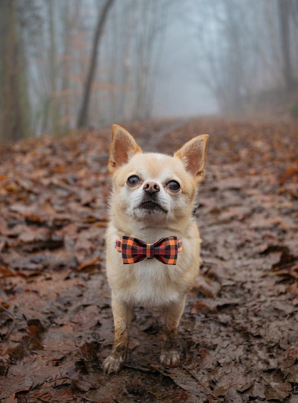 Bark-tastic Autumn Bling: Your Pup's Bowtiful Black & Orange Fashion Statement for Pumpkin Spice Paw-ty Time!
